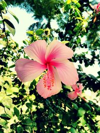 Close-up of pink flower