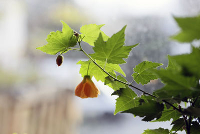Close-up of berries growing on tree