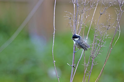 Close-up of bird perching on branch