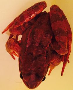 Close-up of food