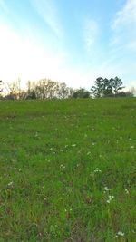 Scenic view of grassy field against sky