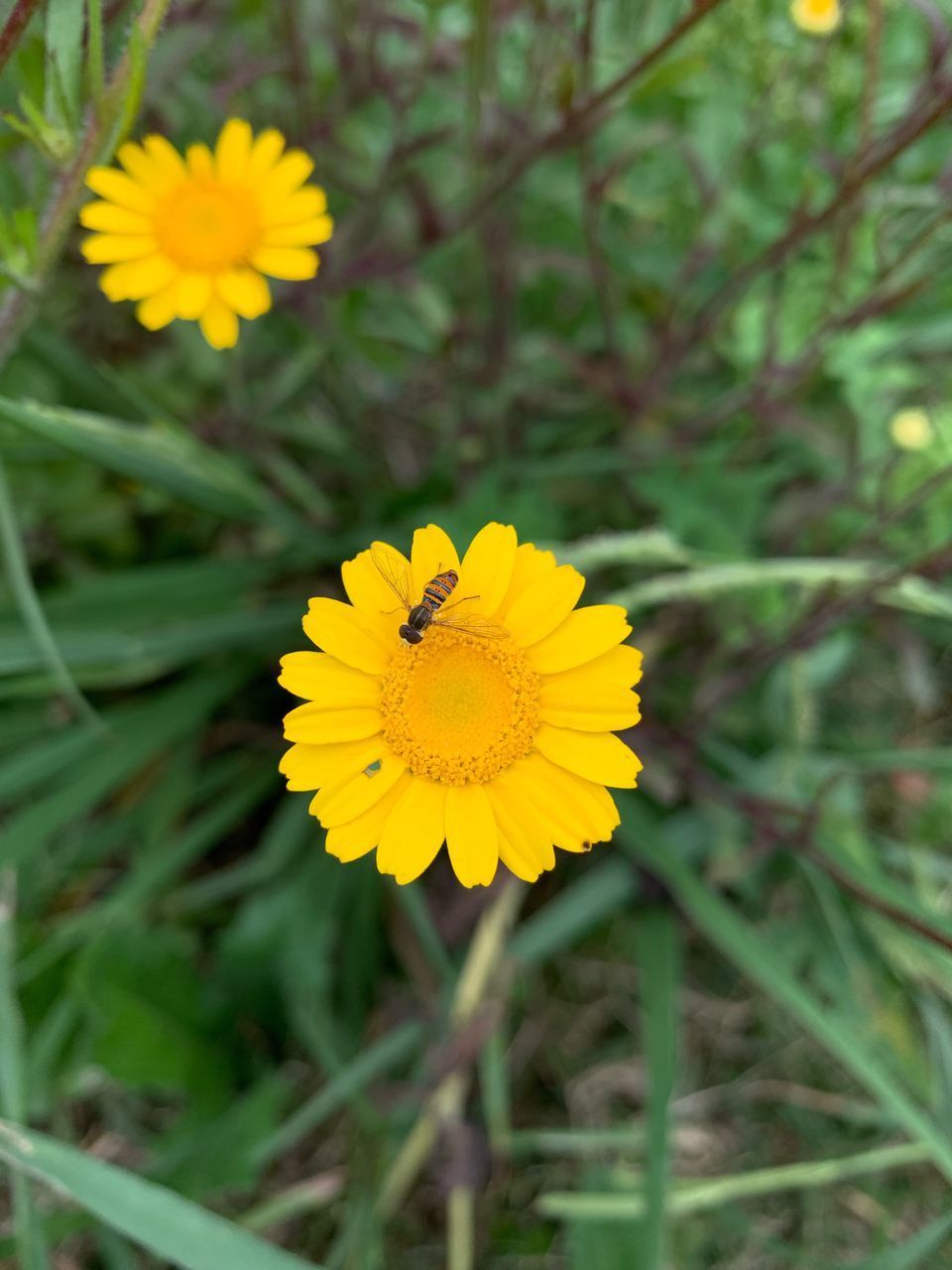 CLOSE-UP OF HONEY BEE ON YELLOW FLOWER