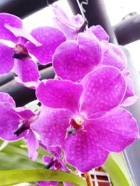 Close-up of pink orchid blooming