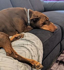 Dog sleeping on sofa