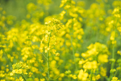 rapeseed