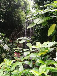 Plants and trees growing in forest