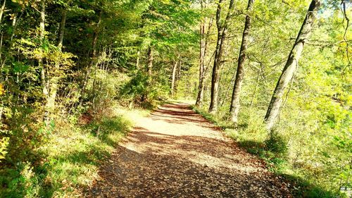 Dirt road amidst trees in forest