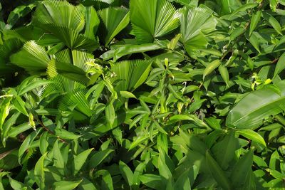 Full frame shot of green leaves