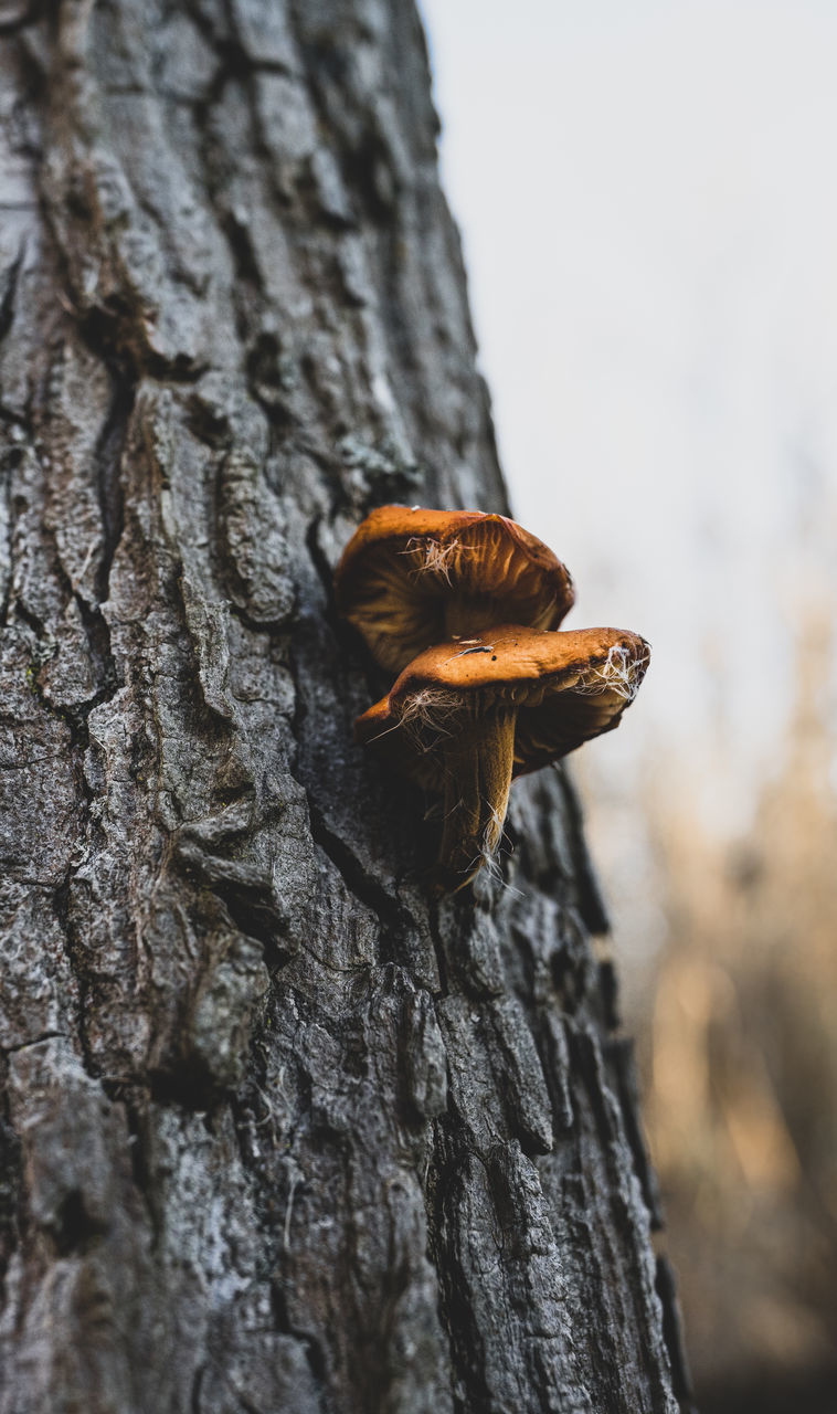 CLOSE-UP OF A TREE TRUNK