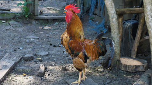 chicken