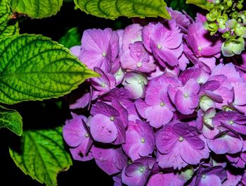 Close-up of pink flowers
