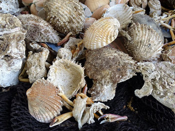 High angle view of shells on field