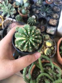 Close-up of hand holding succulent plant