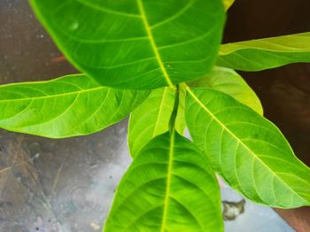 Close-up of green leaves