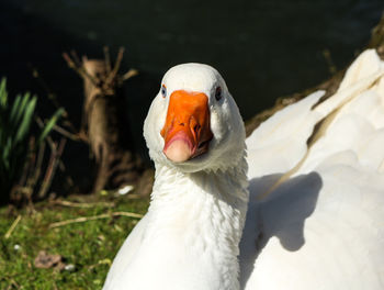 Close-up portrait of goose on field
