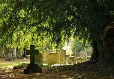 Trees at cemetery