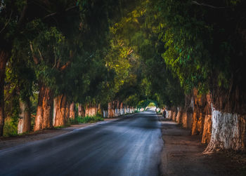 Empty road amidst trees in forest