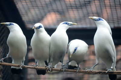 Close-up of seagulls perching on railing