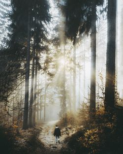 Man walking by trees in forest