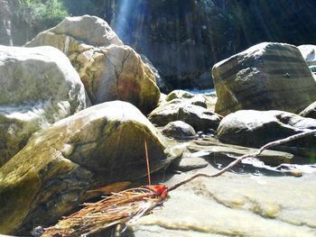 Close-up of turtle on rock