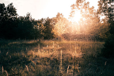 Sun shining through trees in forest