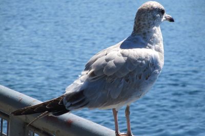 Close-up of bird perching by sea