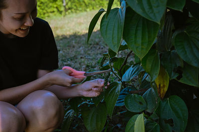 Series photo young woman harvest a fresh pepper from the tree and contain in basket
