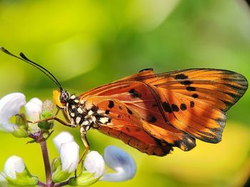 Close-up of butterfly pollinating on flower