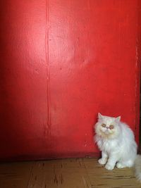 Portrait of cat sitting on red wall