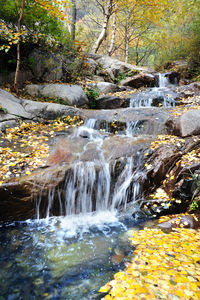 Scenic view of waterfall in forest