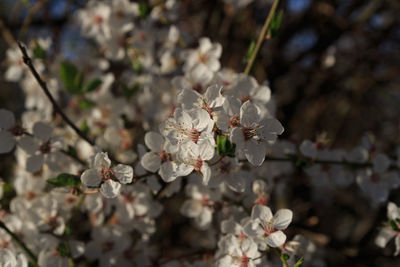 Close-up of cherry blossom