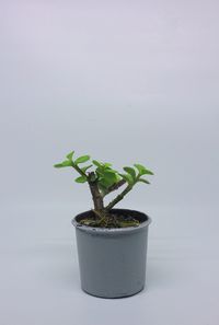 Close-up of potted plant in pot against white background