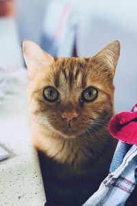 Portrait of ginger cat