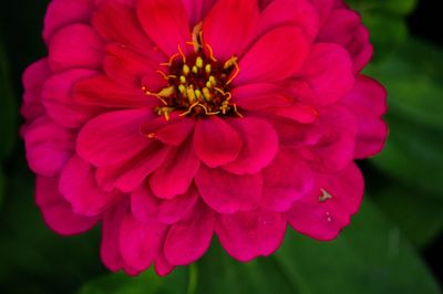 Close-up of pink flower