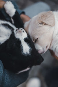 Close-up of two puppies 