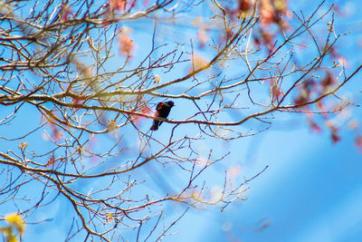 Low angle view of bird perching on tree against blue sky