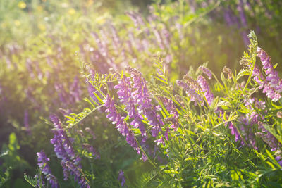 Close-up of purple flowering plants on field