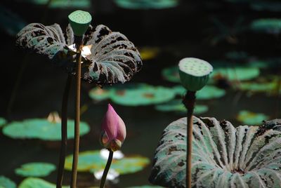 Close-up of lotus water lily in lake