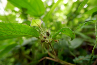 Close-up of plant