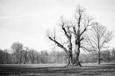 Bare trees on landscape against the sky