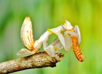 Close-up of praying mantis eating prey