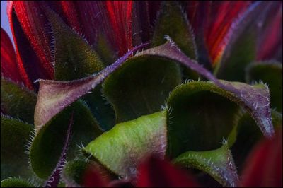 Close-up of plant