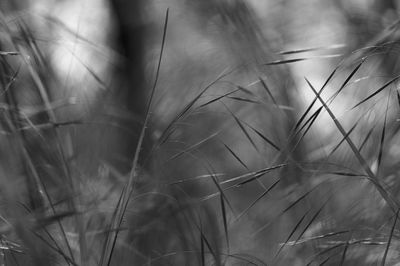 Close-up of plant in forest