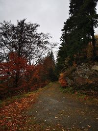 Trees in forest against sky during autumn