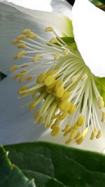 Close-up of yellow flower