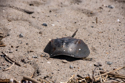 High angle view of a crab on sand