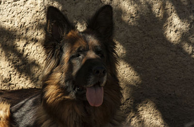 Close-up portrait of a dog