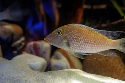 Close-up of fish swimming in aquarium