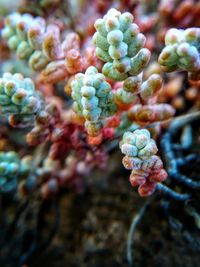 Close-up of plant