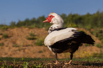 Bird on a field